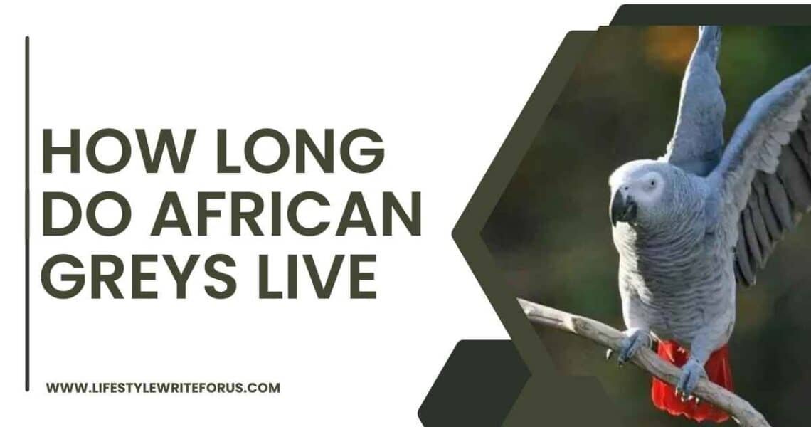 How Long Do African Greys Live