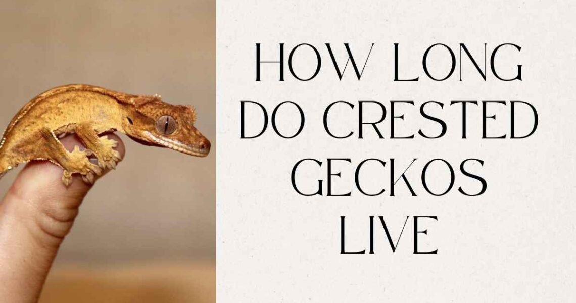 How Long Do Crested Geckos Live