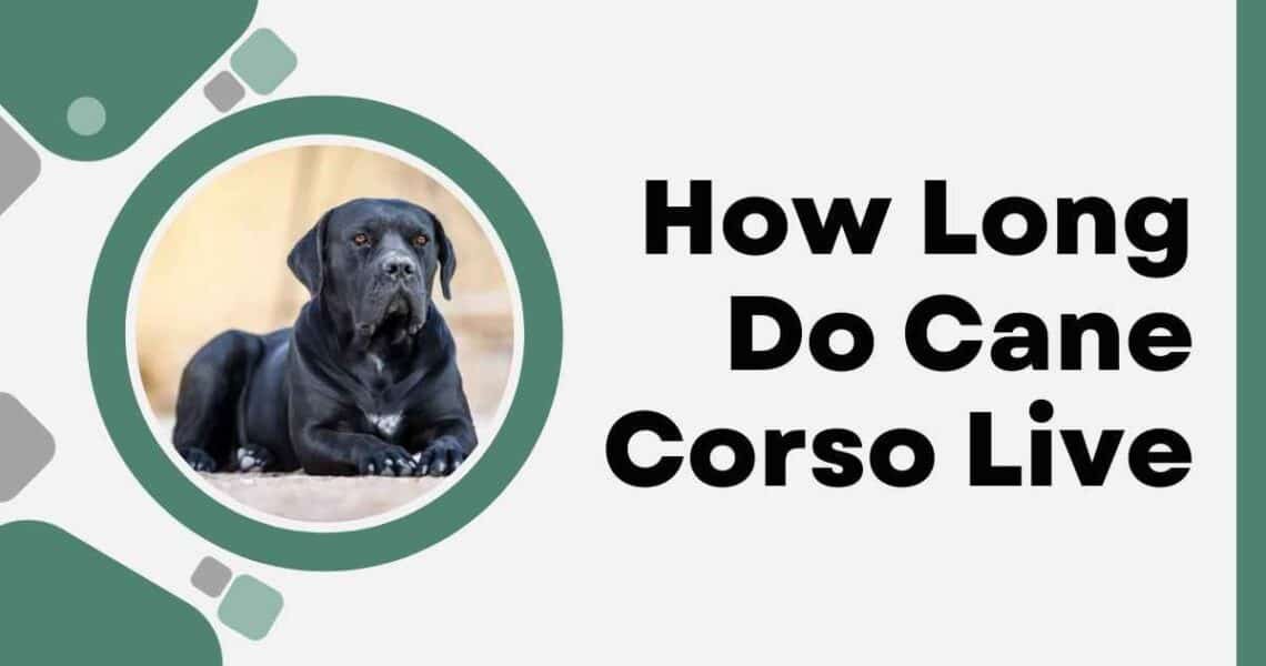 How Long Do Cane Corso Live
