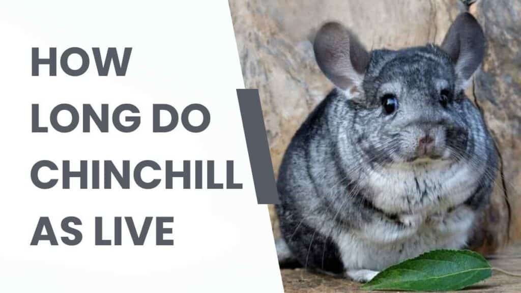 How Long Do Chinchillas Live