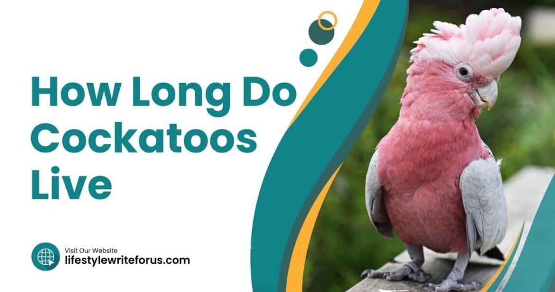 How Long Do Cockatoos Live