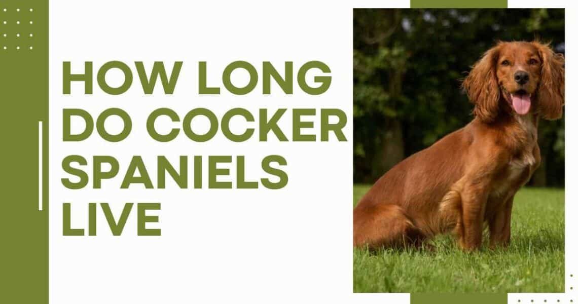 How Long Do Cocker Spaniels Live