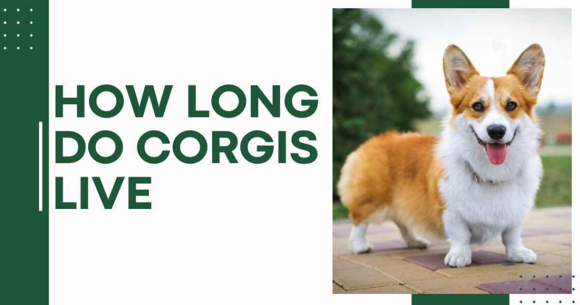 How Long Do Corgis Live