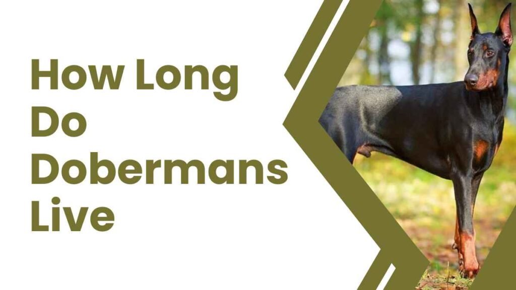 How Long Do Dobermans Live