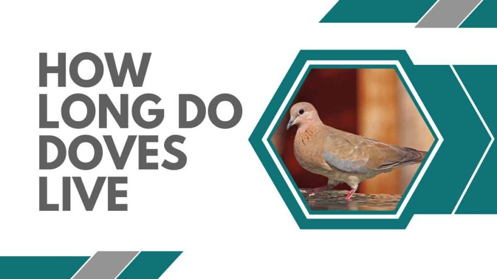 How Long Do Doves Live