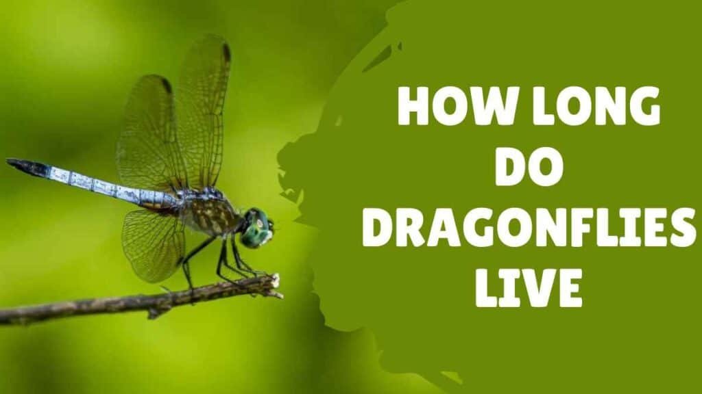 How Long Do Dragonflies Live