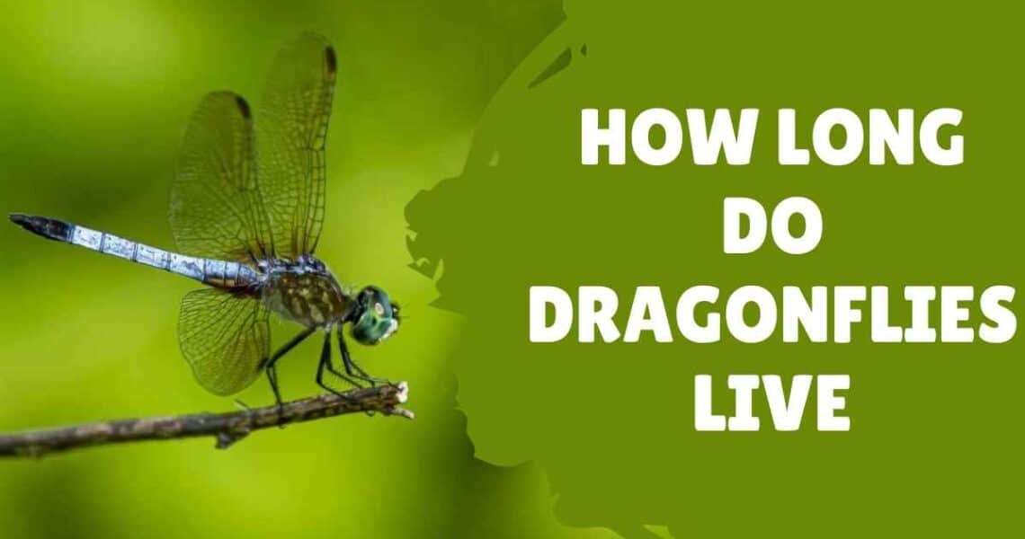 How Long Do Dragonflies Live