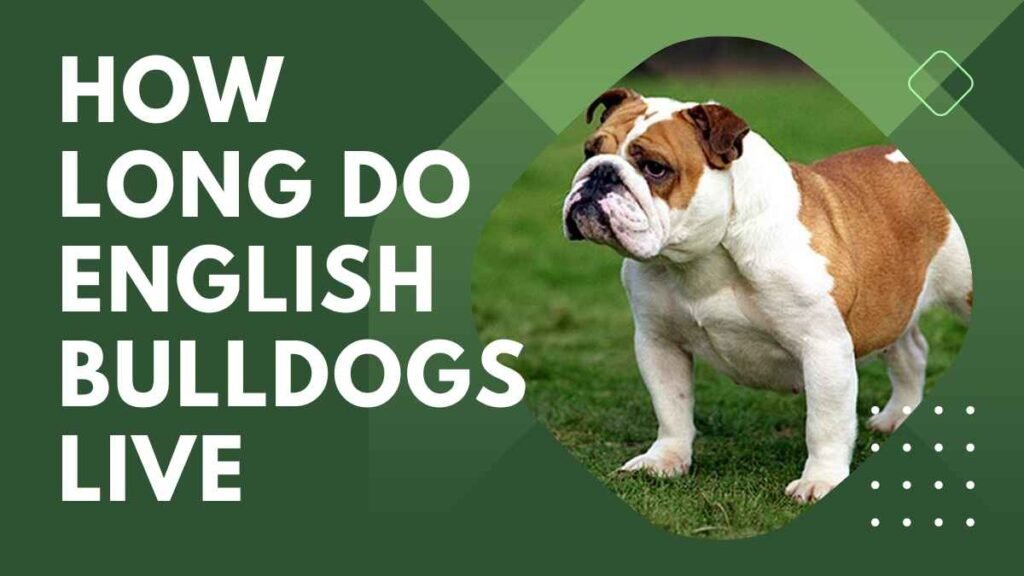 How Long Do English Bulldogs Live