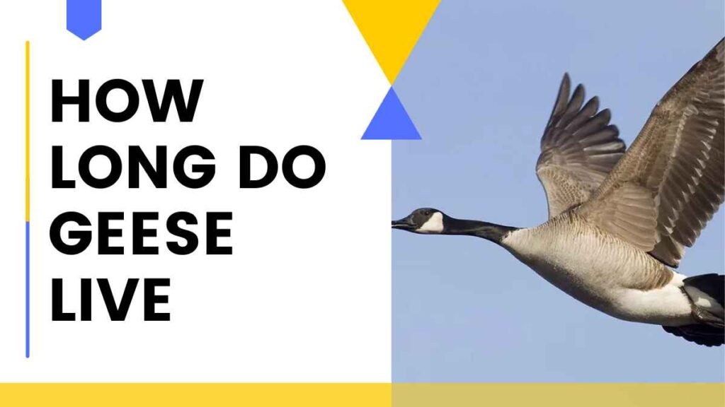How Long Do Geese Live