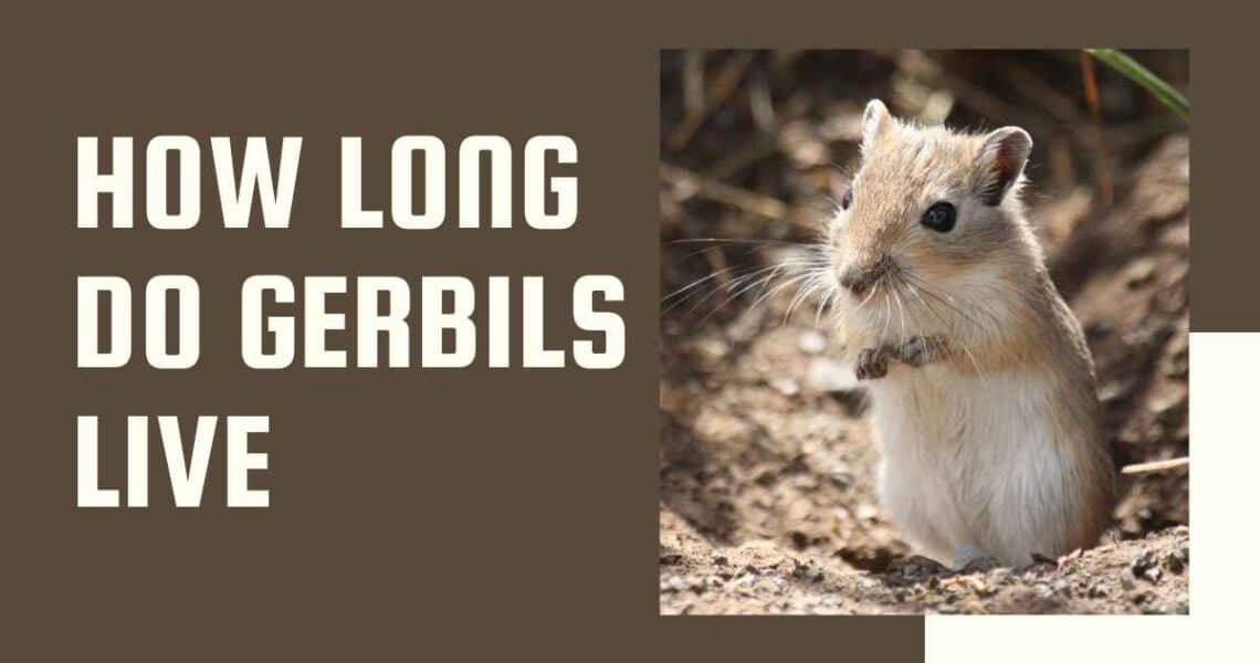 How Long Do Gerbils Live