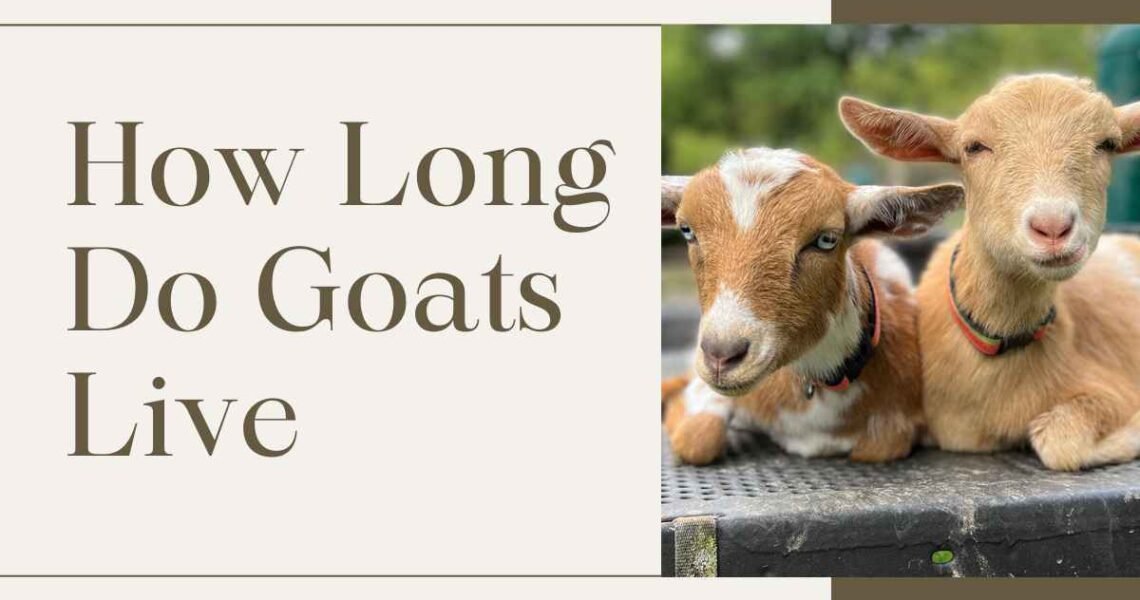 How Long Do Goats Live