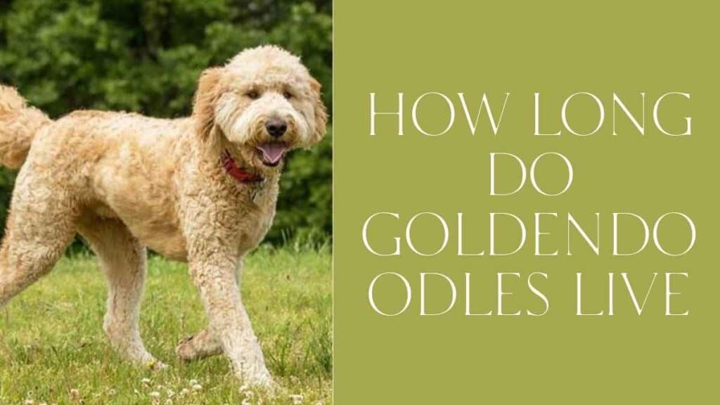 How Long Do Goldendoodles Live