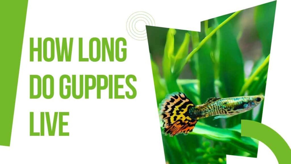 How Long Do Guppies Live