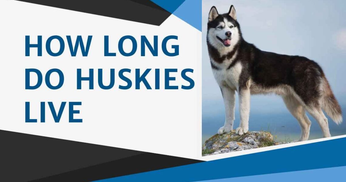 How Long Do Huskies Live