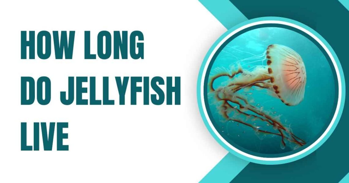 How Long Do Jellyfish Live