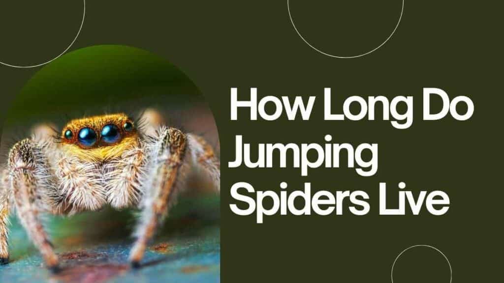 How Long Do Jumping Spiders Live