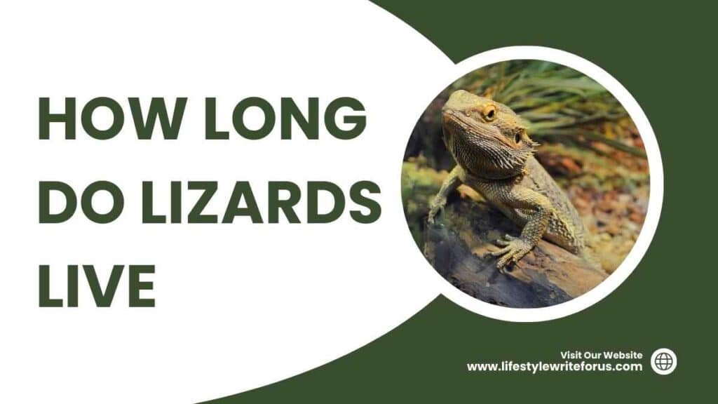 How Long Do Lizards Live