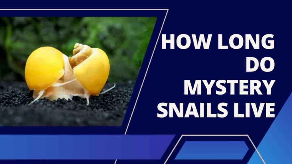 How Long Do Mystery Snails Live