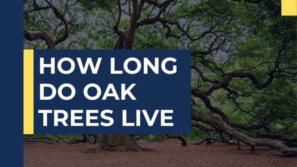 How Long Do Oak Trees Live