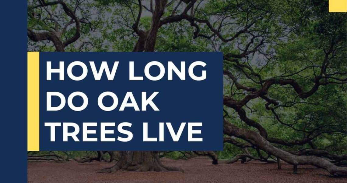How Long Do Oak Trees Live