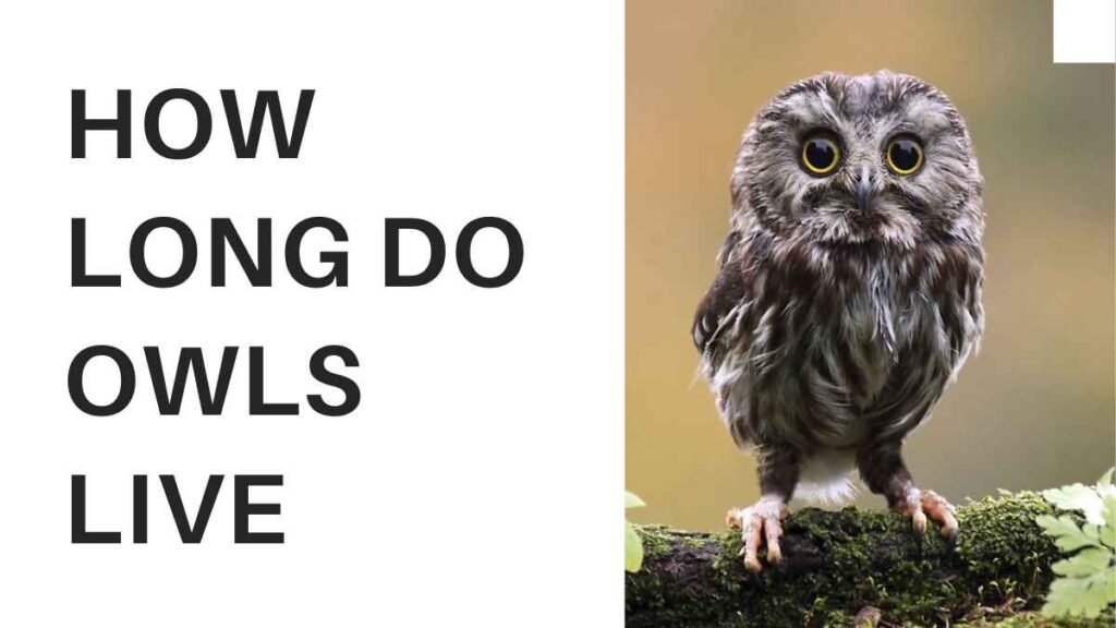 How Long Do Owls Live