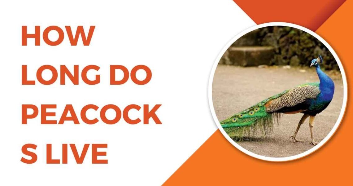 How Long Do Peacocks Live