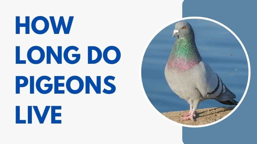 How Long Do Pigeons Live