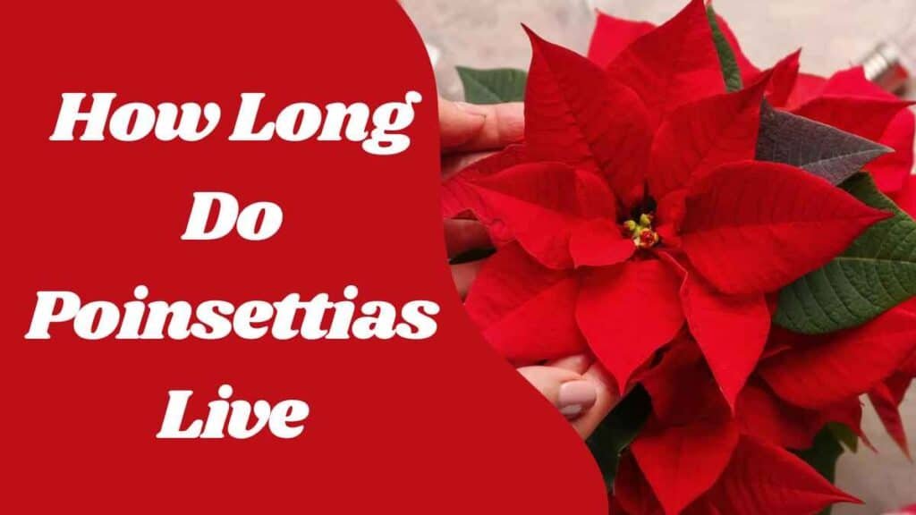 How Long Do Poinsettias Live