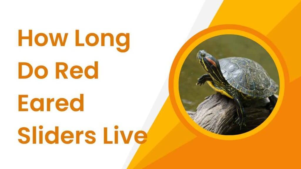 How Long Do Red Eared Sliders Live