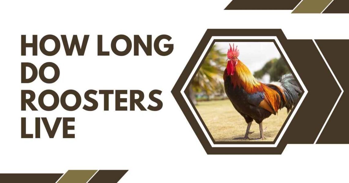 How Long Do Roosters Live