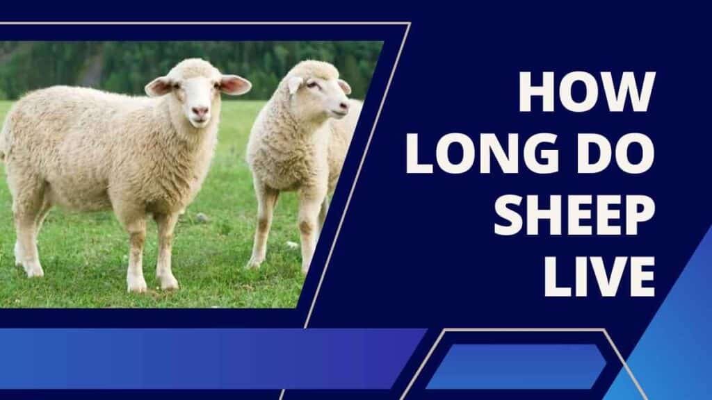 How Long Do Sheep Live