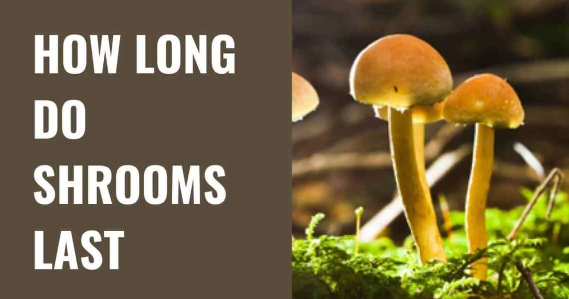 How Long Do Shrooms Last
