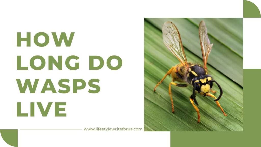 How Long Do Wasps Live