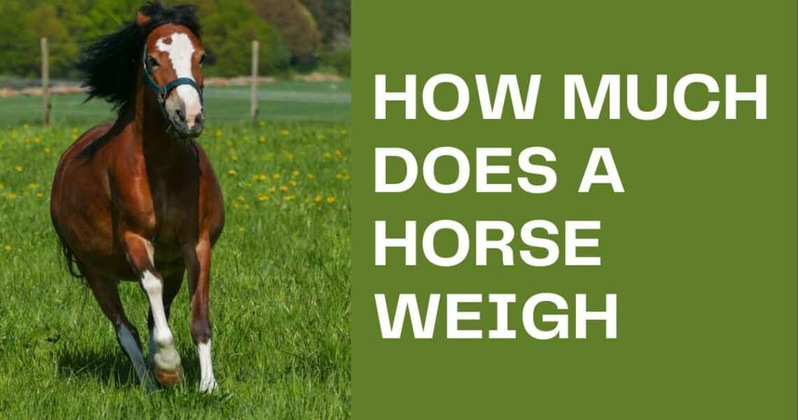 How Much Does a Horse Weigh