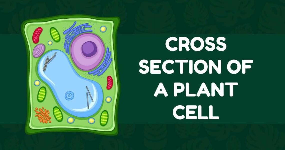 Cross Section of a Plant Cell